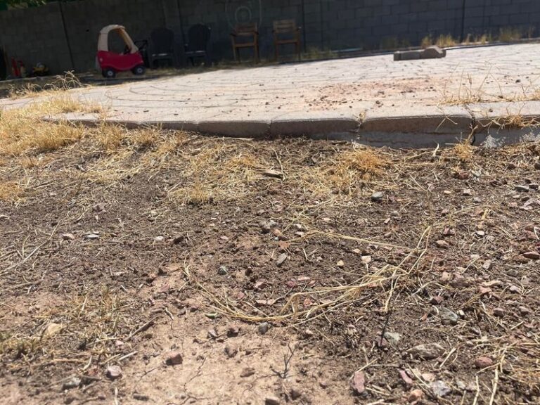 Why Bermuda Grass Keeps Showing Up in Arizona Gravel Beds, and a Routine for Managing It