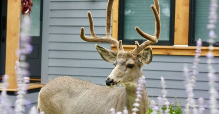 What It Means When Mule Deer Wander Into Your California Yard In Fall
