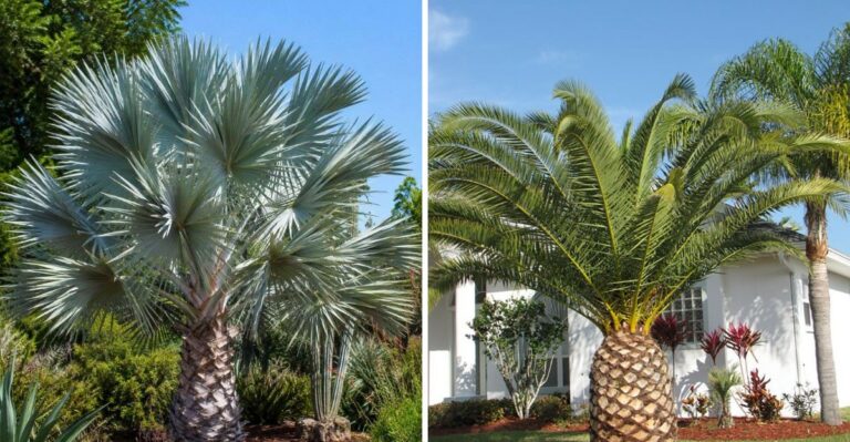 The Best Palms For Northern California With A Tropical Look And Better Cold Tolerance