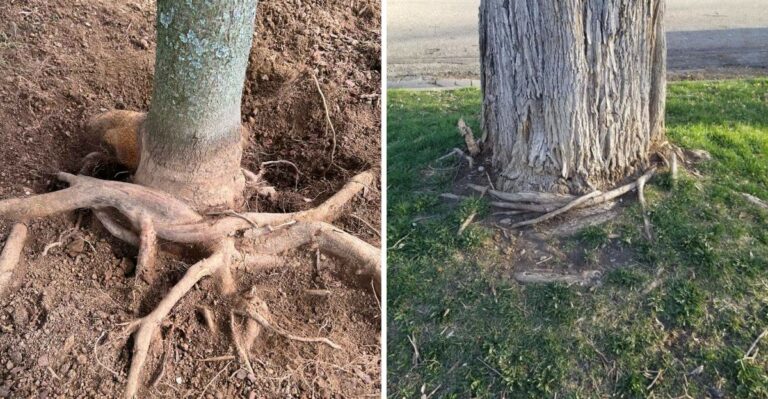 The Girdling Root Problem Michigan Homeowners Often Notice Too Late Around Street Trees
