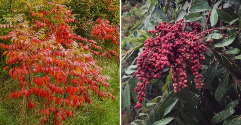 The Most Underrated Florida Shrub For Fall Color Grows Wild Along The Roadside