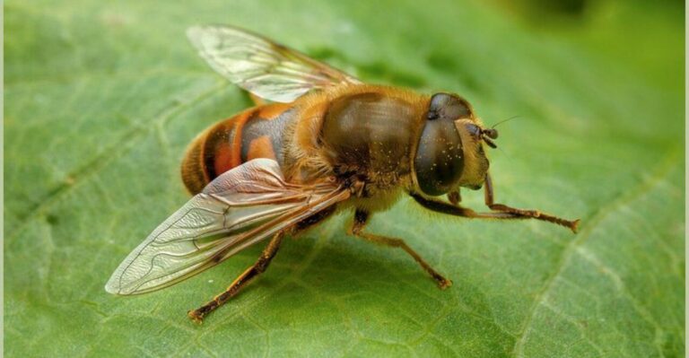 Those Tiny Striped Insects On Georgia Fall Flowers Aren’t Bees At All