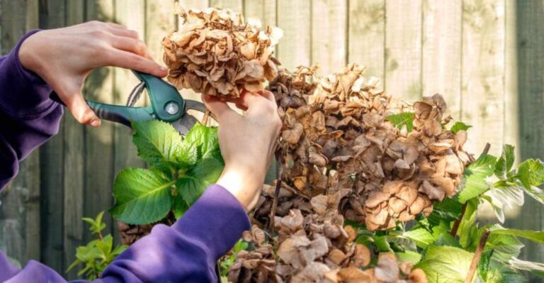 Should You Trim Spent Hydrangea Blooms In Fall? Here’s What To Know