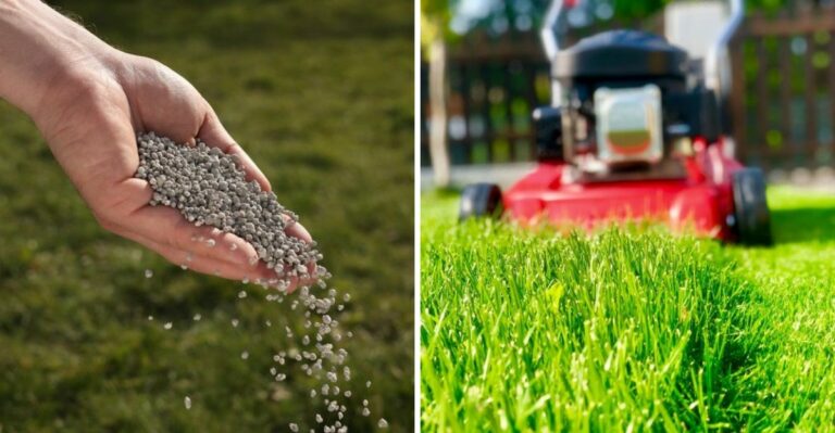 What Buffalo Grass Needs In Early Fall After A Brutal Texas Summer