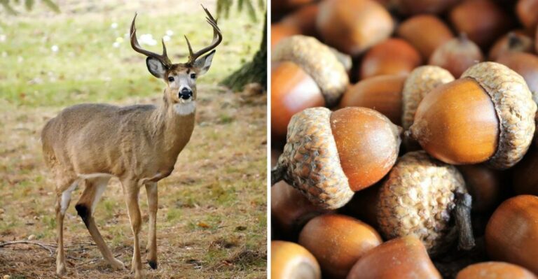 Why Some Pennsylvania Yards Attract Twice The Deer Once Frost Hits