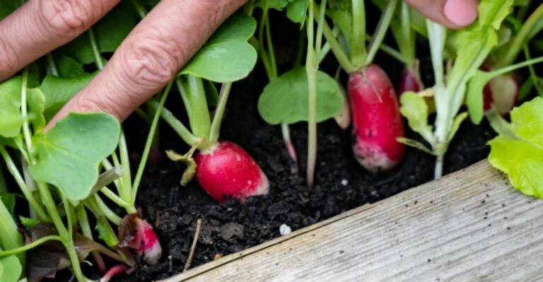 The California Fall Vegetable That Can Go From Seed To Harvest Before Almost Everything Else