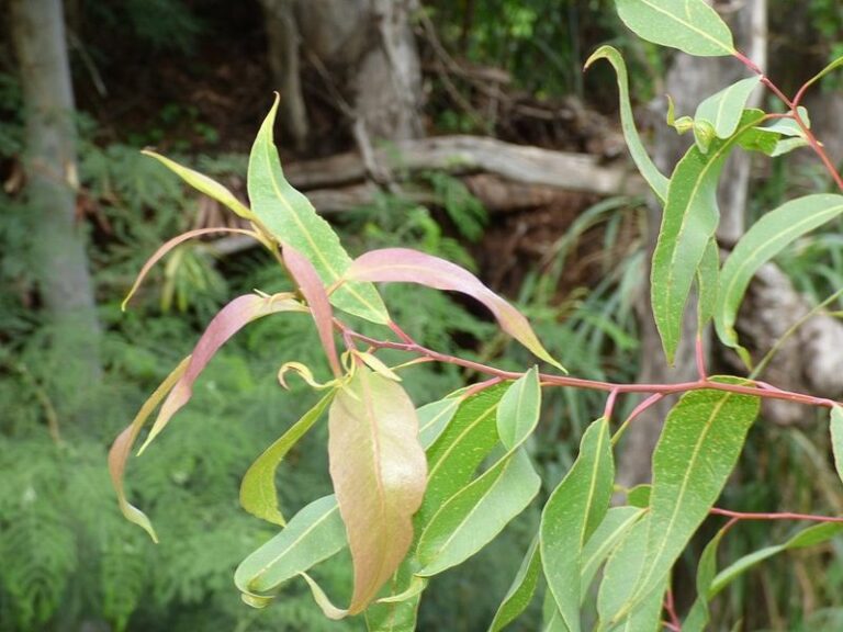 This Arizona Tree Grows Its Own Mosquito Repellent Right In Its Leaves