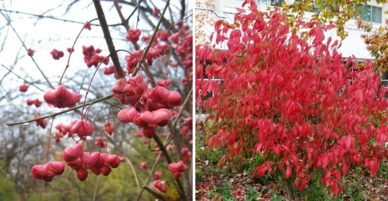 The Native Ohio Shrub With Fall Color Most Gardeners Have Never Seen