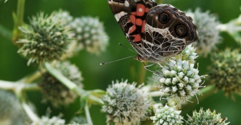 Why Some Garden Insects Vanish After The First Cold Night In North Carolina While Others Stay