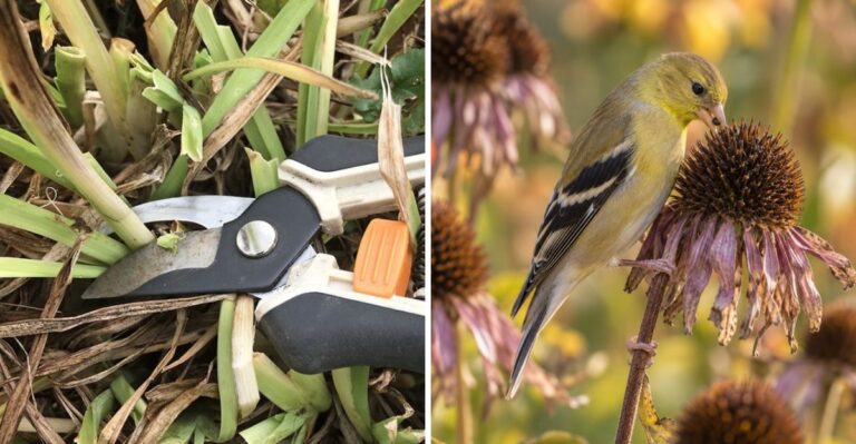 The One Fall Garden Job Ohio Homeowners Do Too Early Every Year