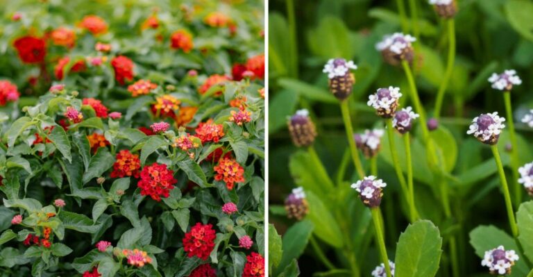 7 Texas Native Plants That Recover Fastest After A Hard Summer
