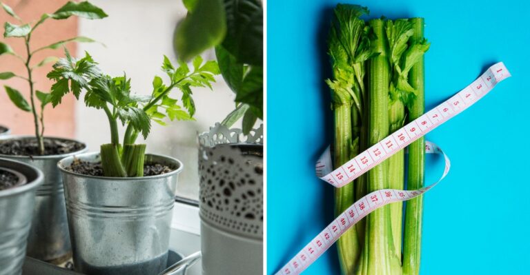 Eating Celery Daily In New York? Here Are 8 Potential Benefits For Your Body