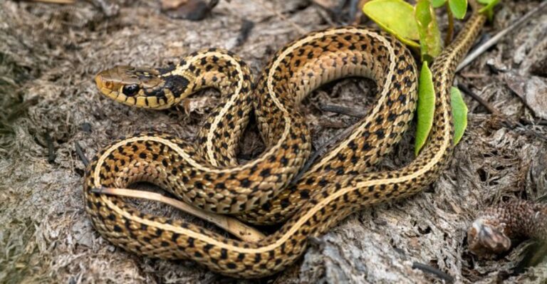 Small Striped Snakes Are Hunting For Winter Hideouts Around Indiana Foundations