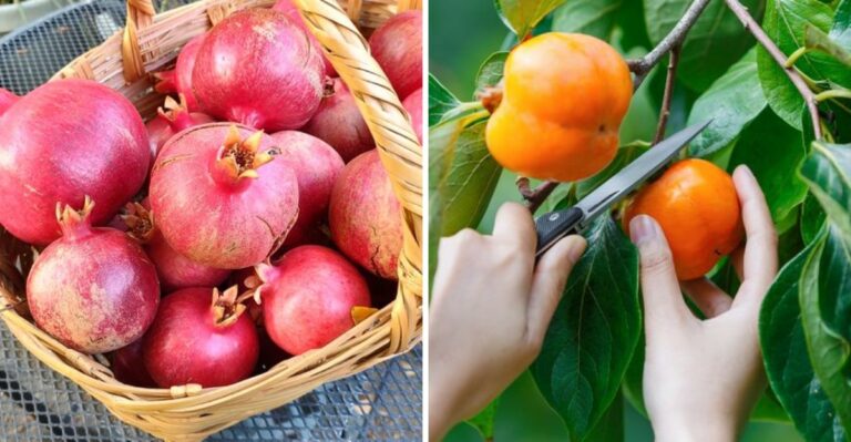 When To Pick California Pomegranates And Persimmons Before Rain Splits Them