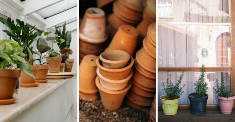 What Every Pennsylvania Gardener Should Move Indoors Before The First Frost