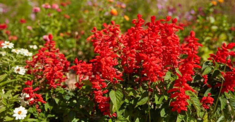 Why Fall Annuals Need Less Water Than Summer Flowers In North Carolina