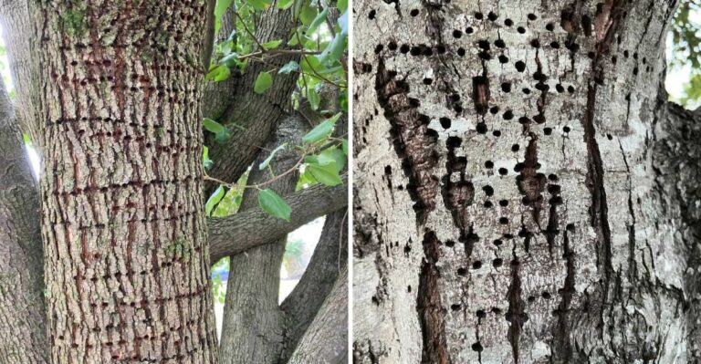 Neat Rows Of Tiny Holes Are Showing Up On Missouri Tree Trunks And Insects Are Rarely To Blame