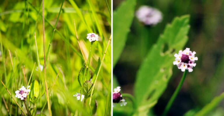 Why Frogfruit Is Gaining Attention As A Lawn Alternative In American Yards