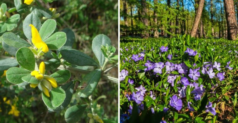 More California Counties Are Restricting These Garden Plants Homeowners Still Buy
