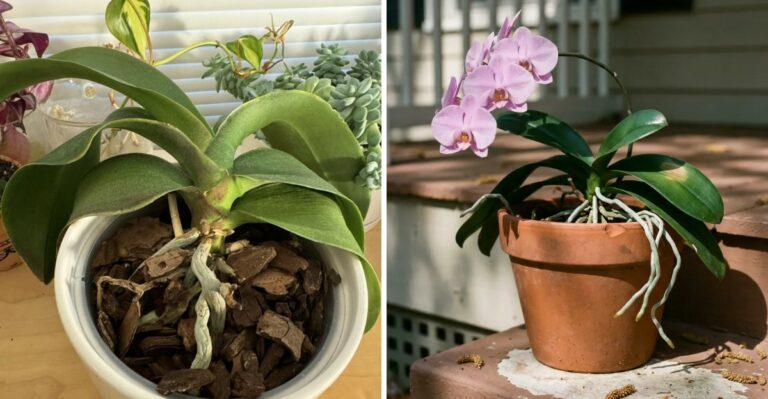Things You Should Never Do When Caring For An Orchid In Florida (What To Do Instead)