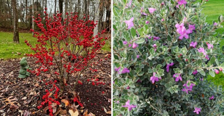 Simple Ways Texas Gardeners Can Brighten Winter Gardens