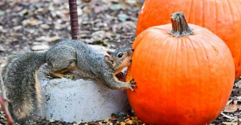 Why Squirrels Are Eating Your Pumpkins And How To Stop Them