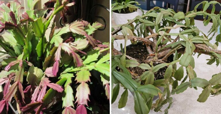 Why The Leaves On Your Pennsylvania Christmas Cactus Are Turning Limp (How To Fix It)