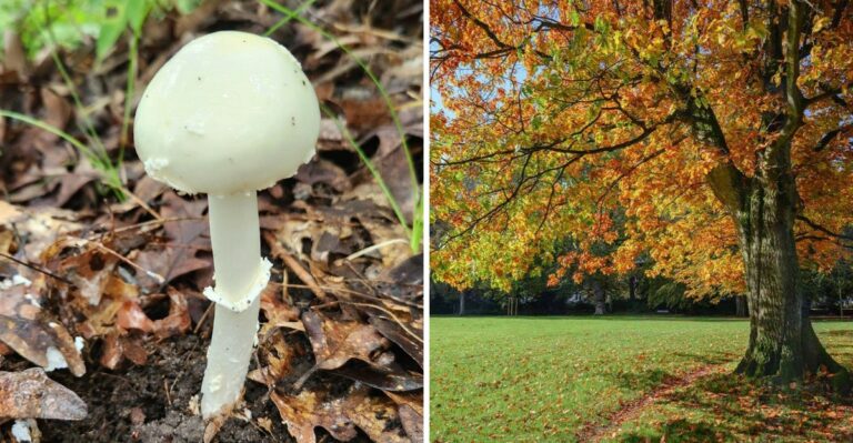 The Most Dangerous Mushroom In Texas Could Be Growing Under Your Oak Tree