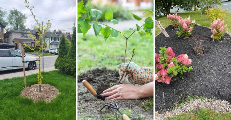 Trees And Shrubs To Plant In Fall (Why Fall Beats Spring)