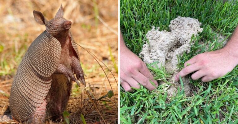 What Your Texas Lawn Needs After Armadillos Dig It Up