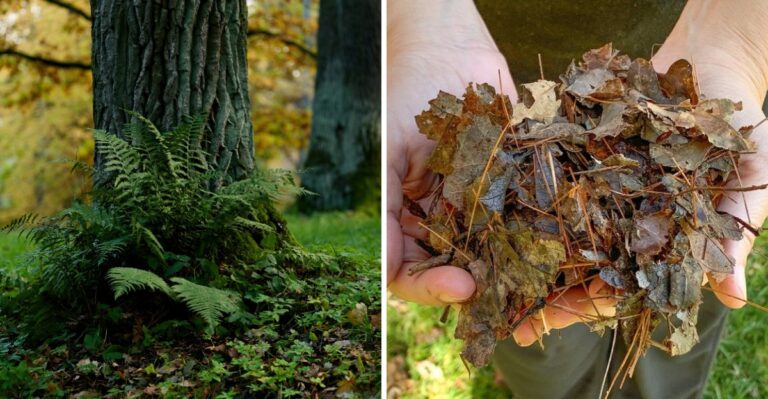 What Michigan Ferns Need In November Before They Disappear For Winter