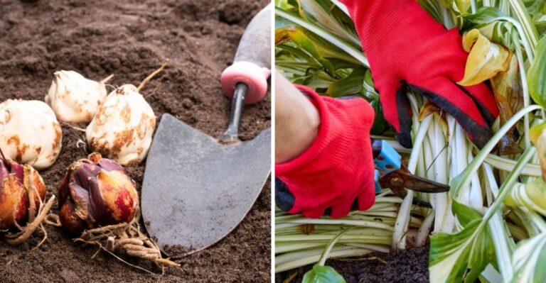 What To Do In Your Pennsylvania Garden After The First Frost