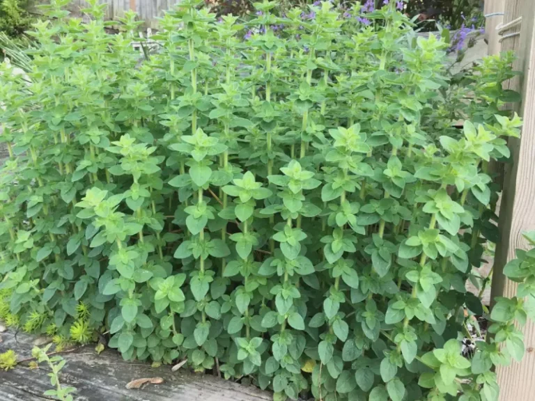 8 Arizona Herbs That Only Thrive When Planted in Fall, Not Spring