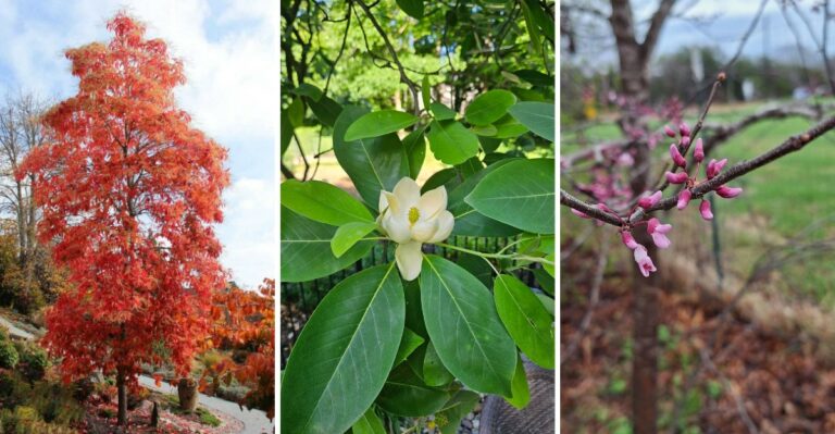 These Native Virginia Trees Bloom Like Crape Myrtles, Without The Fuss