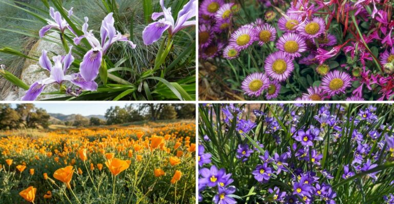 California Native Perennials To Plant Before Halloween That Spread Over Time