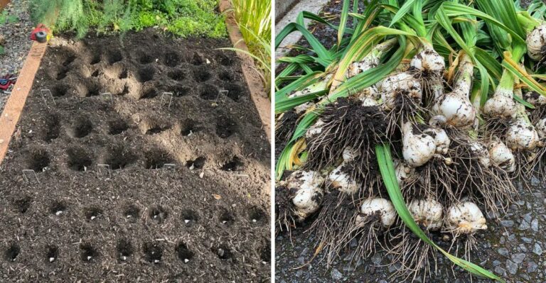 Planting Georgia Garlic In Spring Instead Of Fall Could Cost You Bigger Bulbs