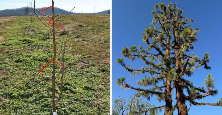 How To Protect A California Garden From Sudden Santa Ana Wind Damage