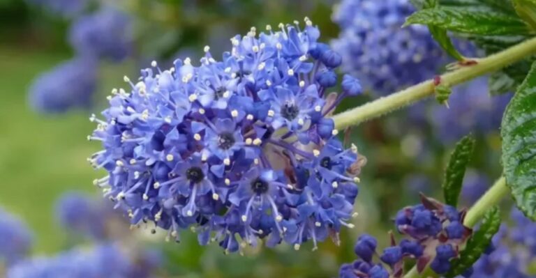 Why More California Homeowners Keep Ceanothus Near Their Front Door