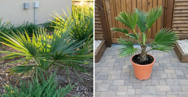 The Best Palms For Pennsylvania With A Tropical Look And Better Cold Tolerance