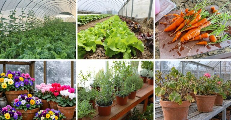 What Can You Overwinter In An Indiana Greenhouse?