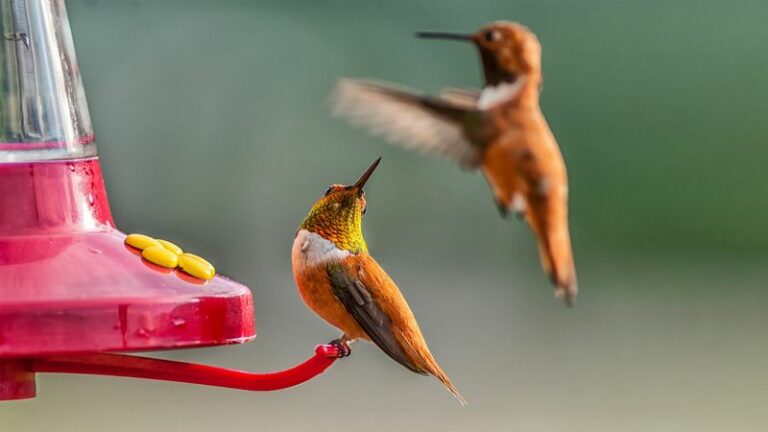 Why Hummingbirds Keep Chasing Each Other Off Your Arizona Feeder This Fall
