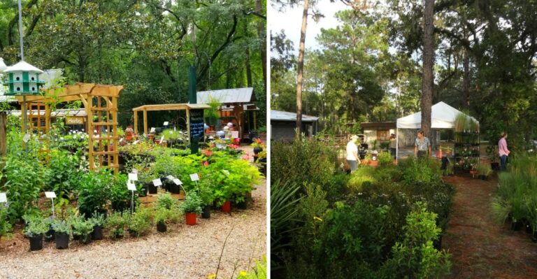 The Native Tree Nurseries North Florida Gardeners Would Rather Keep To Themselves