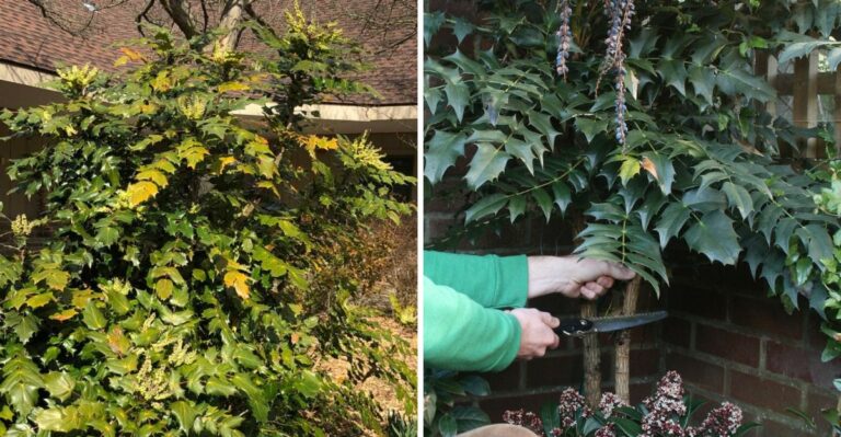 Leatherleaf Mahonia Is An Invasive Shrub Spreading Through Georgia Woods