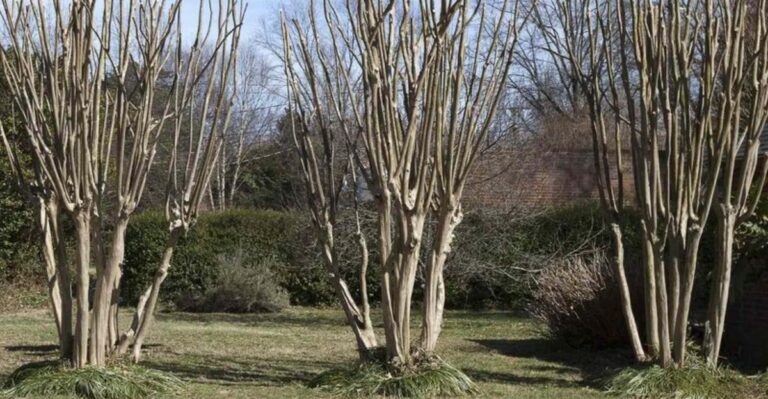 The 7 Florida Plants That Pay The Price For An October Pruning