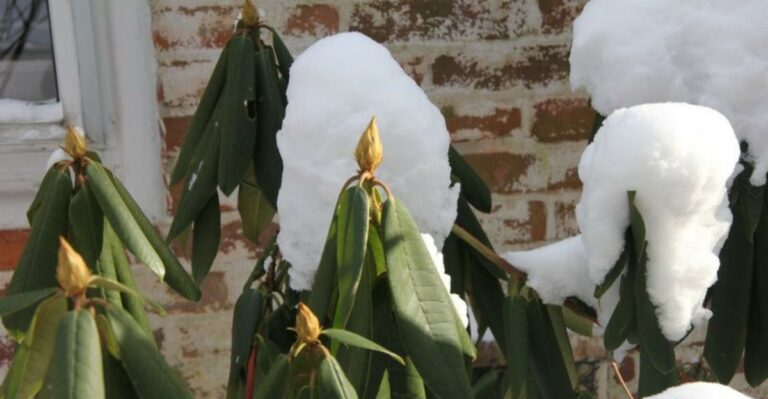 What Rhododendron Owners Should Do Before Snow Season In New York