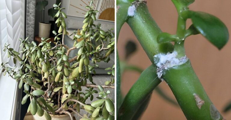 Reasons Your California Jade Plant Is Dropping Leaves As The Seasons Change