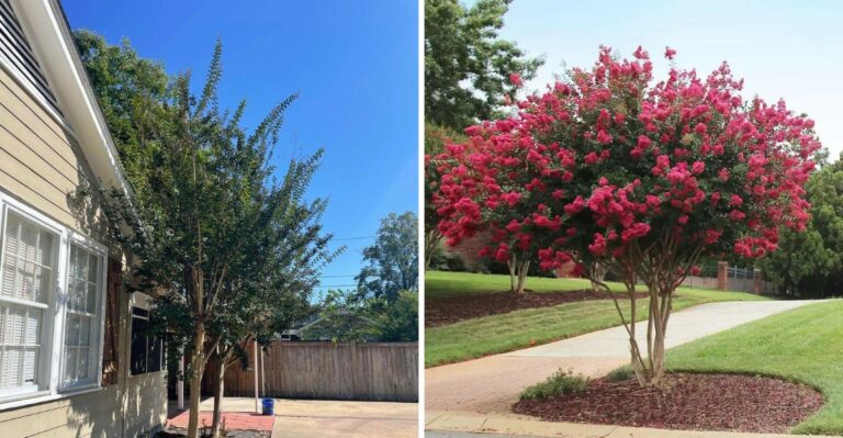 What To Do With Your Florida Crepe Myrtle In October (And What To Leave Alone)
