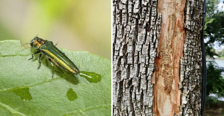 This Invasive Beetle Is Spreading Through Texas Faster Than Anyone Expected