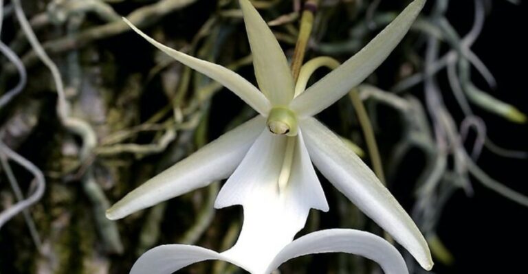 The Ghost Orchid Is Florida’s Most Mysterious Native Plant
