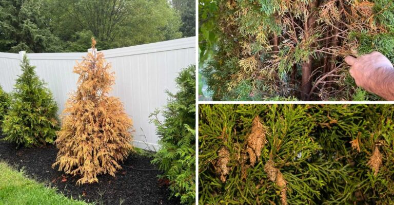 Your Arborvitae Is Turning Brown This Fall In Virginia. Here’s Why